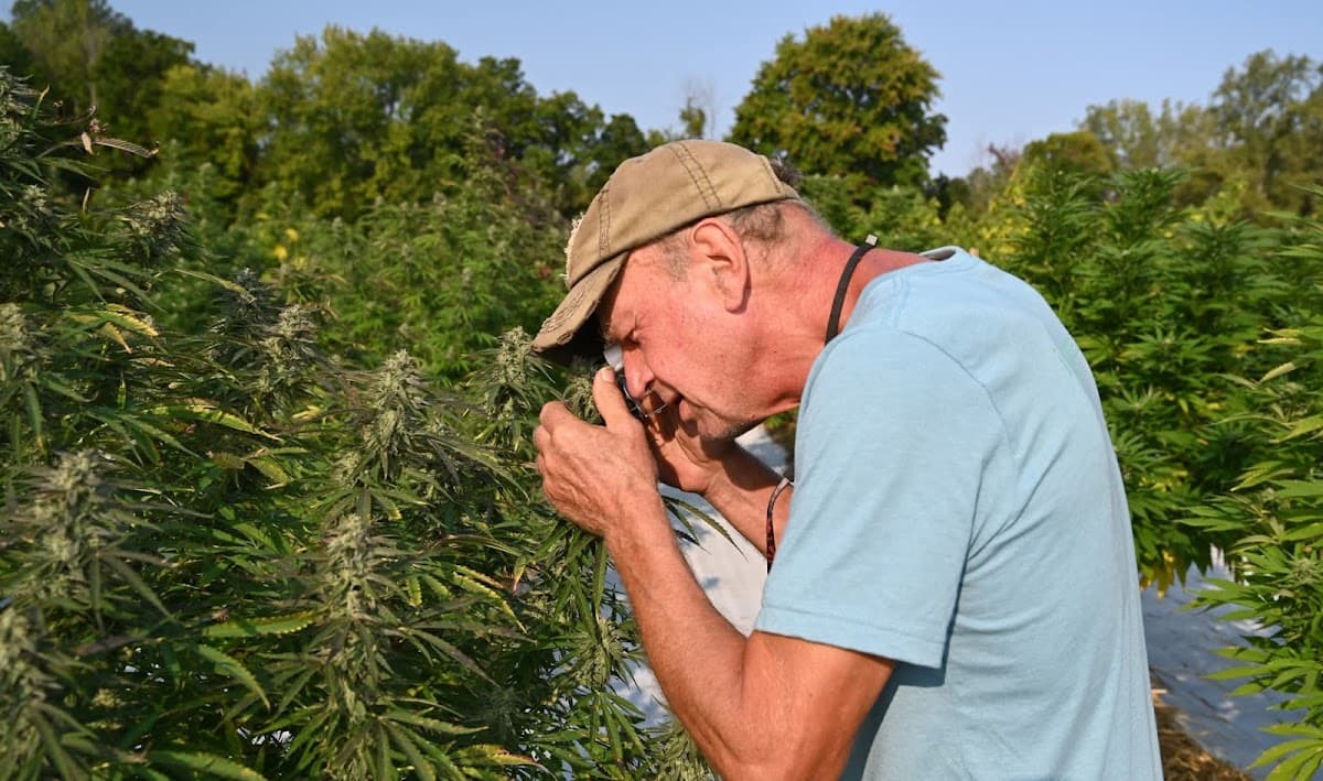 Innocence Cannabis
